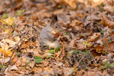 Fototapeta Boho - squirrel in autumn foliage