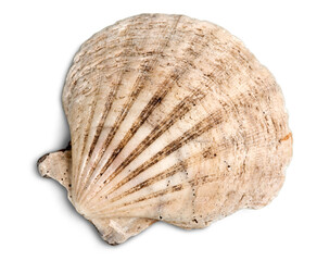 Sea shell on white background