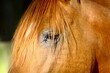 Close-up of horse eye and forelock