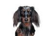 Closeup head portrait of a long haired dachshund dog in a white studio