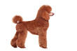 Side view full length portrait of a poodle looking up
