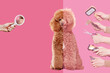The process of  grooming of a poodle against pink background