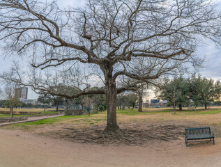 Canvas Print - Tall tree with leafless branches at a park with pathways and bench for visitors