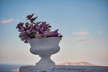 Pink Flowers In A White Vase - Soft Focus - Santorini Island, Greece - Oceanview