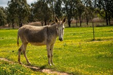 Cute Gray Donkey (Equus Asinus) In A Beautiful Field With Trees In The Background