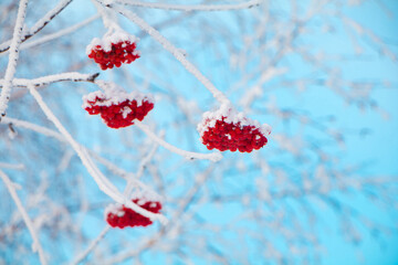 Wall Mural - Snowy branch with red berries rowans in winter