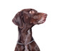 Side view head portrait of a pointer dog at white background