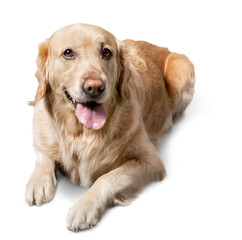 Wall Mural - Cute big labrador dog on white background