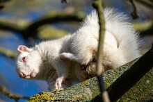 Closeup Of A Cute Albino Squirrel On A Tree Branch