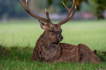 Sticker - View of a beautiful deer resting in a field with fresh grass