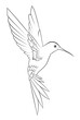 Hummingbird illustration. Isolated flying bird. Contour illustration of a hummingbird, coloring book. Small tropical bird logo.