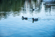 Ducks Flock Frolic On The Water. Skein. Flock Of Ducks