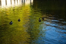 Ducks Flock Frolic On The Water. Skein. Flock Of Ducks