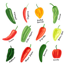 medium heat peppers illustration set. hand drawn chili illustrations