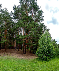 Wall Mural - pine trees on a hilll in the forest