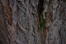Lavalle’s Cork Tree Bark Texture. Natural Background Closeup. Textured Bark Of Phellodendron Lavallei.