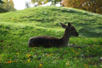 Poster - Side view of adorable Roe deer resting on green grass in the field