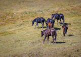 Fototapeta Konie - A herd of horses grazes in the meadows of the Caucasus Mountains.