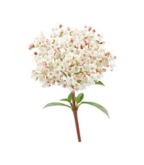 viburnum flower in garden spring