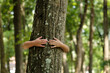 A boy tree hugging in the forest in concept of people love nature and tree to protect from deforestation and pollution or climate change..