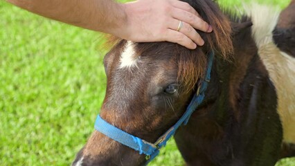 Wall Mural - Man feeding little cute pony from hands, stroke and pat the withers