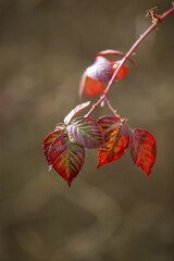 Wall Mural - leaves on a blurred background