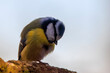Blue tit sitting on brench looking down