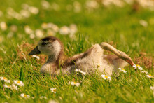 Baby Goose Stretching His Leg