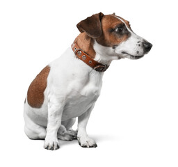 Poster - Cute small dog Jack Russell terrier on white background