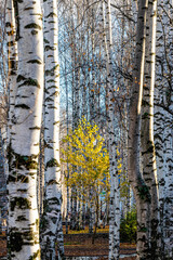 Wall Mural - A shrub with yellow leaves against the background of white birch trunks in an autumn park