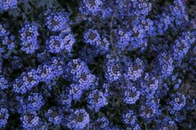 Full-frame Shot Of A Blue Alyssum Flower