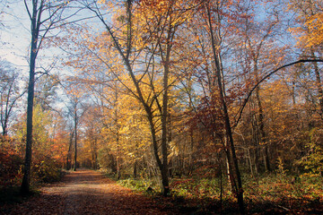 Wall Mural - paysage d automne