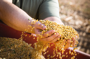 Wall Mural - Farmer holding soy grains in his hands