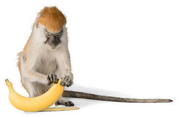 Sticker - Monkey Peeling Banana - Isolated