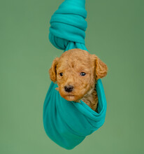 A Newborn Poodle Puppy Of Red Color Wrapped In A Green Cloth Is Hung In A Cocoon On A Green Background