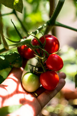 Black woman hands holding cluster of ripe and unripe red cherry tomatoes on vine in the garden