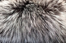 Black Fox Fur Close Up. Background Of Gray Animal Fur Chinchilla, Texture Of Fur Pile.