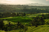 Fototapeta Na sufit - Jatiluwih - rice terraces at sunrise, Bali