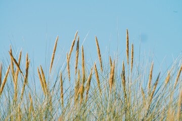 Naklejka na meble Dune grass in the summer, nature picture, Ameland, the Netherlands
