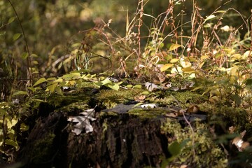 Poster - Closeup shot of fallen autumn leaves over grassy rocks with dry plants in the forest