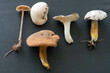 Mushrooms of the 