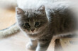 Portrait of a grey kitten