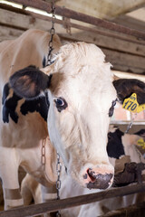 Wall Mural - portrait of white holshtain cow  at farm. dairy industry