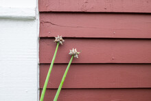 Two Raw Egyptian Onions Growing On A Long Vibrant Green Stalk. The Onions Are A Cluster Of Small Red Bulbs With Thin Skin. The Organic Vegetable Grows In A Flower Box Against A Red Wooden Wall.