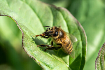 Canvas Print - abeille