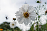 Fototapeta Kwiaty - white flowers ( cosmoses) in the garden
