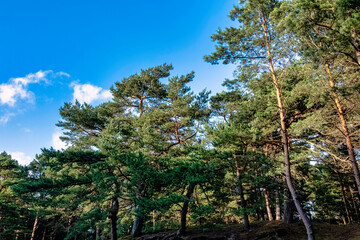 Canvas Print - Polish wild forest - Kampinos National Park, Poland