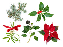 Mistletoe Bunch Tied With Red Satin Bow,Christmas Holly Branch,Christmas Tree Branch,Ivy And Poinsettia Christmas Eve Flower Or Flor De Pascua Holiday Decoration Plants Set Isolated Transparent Png