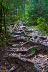 Wall Mural - Tree roots landscape