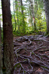 Wall Mural - Tree roots landscape